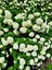 Çok Avantajlı Çınar Kartopu Çiçeği Beyaz Renkli (30 60 Cm)1 Adet Viburnum Plicatum 5
