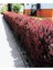 Çok Satan Roket Berberis Fidanı (40 60 Cm)1 Adet Saksılı Dış Mekan Bitkisi Berberis Thunbergii 4