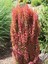 Çok Satan Roket Berberis Fidanı (40 60 Cm)1 Adet Saksılı Dış Mekan Bitkisi Berberis Thunbergii 5