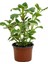Çok Avantajlı Alacalı Benjamin Çiçeği Kokulu Bitki 1 Adet Saksılı (Plectranthus Forsteri) 10-20CM 3
