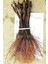 Sarmaşık Cins Üzüm Çekirdeksiz Tüplü 35-45CM 2