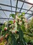 Çok Avantajlı Büyüleyici Beyaz Kızılay Çiçeği Fidanı (30 40 Cm)1 Adet Saksılı Clerodendrum 1