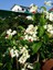 Çok Avantajlı Büyüleyici Beyaz Kızılay Çiçeği Fidanı (30 40 Cm)1 Adet Saksılı Clerodendrum 5