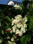 Çok Avantajlı Büyüleyici Beyaz Kızılay Çiçeği Fidanı (30 40 Cm)1 Adet Saksılı Clerodendrum 6