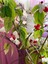 Çok Avantajlı Büyüleyici Beyaz Kızılay Çiçeği Fidanı (30 40 Cm)1 Adet Saksılı Clerodendrum 7