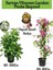 Favori Ürün Kartopu Viburnum 1 Adet+Pembe Begonvil 1 Adet+Yaprak Güzeli Hediye Bahçe Bitkisi 1