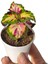 Favori Ürün Kartopu Viburnum 1 Adet+Pembe Begonvil 1 Adet+Yaprak Güzeli Hediye Bahçe Bitkisi 4