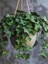 Yoğun Yapraklı, Canlı Duvar Sarmaşığı – 40-60 cm – Hedera Helix Türü 1