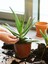 Çok Satan Aloe Vera (30 50 Cm) 1 Adet Saksılı/ Tüplü Iç/ Dış Mekan Bitkisi Aloe Ferox Mill Alovera 1