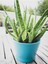 Çok Satan Aloe Vera (30 50 Cm) 1 Adet Saksılı/ Tüplü Iç/ Dış Mekan Bitkisi Aloe Ferox Mill Alovera 3