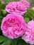 Avantajlı Isparta Gülü Yoğun Kokulu Pembe Renkli Reçellik (30 60 Cm)1 Adet Tüplü Aşılı Gül Pink Rose 1