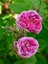Avantajlı Isparta Gülü Yoğun Kokulu Pembe Renkli Reçellik (30 60 Cm)1 Adet Tüplü Aşılı Gül Pink Rose 3