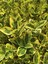 10 Adet Sarı Alacalı Taflan Fidesi Altuni Gold Taflan Euonymus Japonica 1