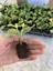 10 Adet Sarı Alacalı Taflan Fidesi Altuni Gold Taflan Euonymus Japonica 2