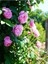 Avantajlı Isparta Gülü Yoğun Kokulu Pembe Renkli Reçellik (30 60 Cm)1 Adet Tüplü Aşılı Gül Pink Rose 4