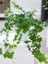 Canlı Orman Sarmaşığı (Hedera Helix) – Formlu ve Sağlıklı 40-60 cm 1