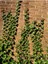 Canlı Orman Sarmaşığı (Hedera Helix) – Formlu ve Sağlıklı 40-60 cm 2