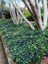 Canlı Orman Sarmaşığı (Hedera Helix) – Formlu ve Sağlıklı 40-60 cm 3