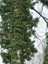 Canlı Orman Sarmaşığı (Hedera Helix) – Formlu ve Sağlıklı 40-60 cm 4