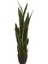 Çok Avantajlı Kılıç Çiçeği Paşa Kılıcı 40-60CM Peygamber Kılıcı Ev Bitkisi Ofis 2