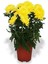 Çok Satan 2 Adet Sarı Kasımpatı Çiçeği 15-25 cm Tüplü Çiçekli Bodur Bitkiler Chrysanthemum 3