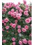 Sarmaşık Gül Davinci Kokulu Katmerli Saksılı/ Tüplü 20-30CM 1