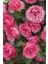 Sarmaşık Gül Davinci Kokulu Katmerli Saksılı/ Tüplü 20-30CM 4
