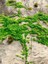 Kaya Sarmaşığı (Hedera Helix) – Bahçe ve Peyzaj Için Uygun 40-60 cm 1