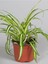 Kampanyalı Sarı Alacalı Kurdele Çiçeği Chlorophytum Comosum 20-40CM 3