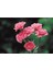 Kampanyalı 1 Adet Kokulu Pembe Karanfil Çiçeği 20-30 cm Tüplü Çiçekli Bodur Bitkiler Carnation 1