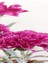 Kampanyalı 1 Adet Kokulu Pembe Karanfil Çiçeği 20-30 cm Tüplü Çiçekli Bodur Bitkiler Carnation 3