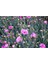 Kampanyalı 1 Adet Kokulu Pembe Karanfil Çiçeği 20-30 cm Tüplü Çiçekli Bodur Bitkiler Carnation 4