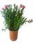 Kampanyalı 1 Adet Kokulu Pembe Karanfil Çiçeği 20-30 cm Tüplü Çiçekli Bodur Bitkiler Carnation 6