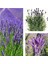 Çok Satan 1 Adet Harika Kokulu Lavanta Çiçeği Bitkisi 20-40 cm Saksılı Lavander 1