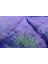 Çok Satan 1 Adet Harika Kokulu Lavanta Çiçeği Bitkisi 20-40 cm Saksılı Lavander 5
