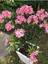 Çok Satan Pembe Zakkum Çiçeği (50 70 Cm)1 Adet Saksılı Nerium Oleander 1
