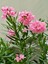 Çok Satan Pembe Zakkum Çiçeği (50 70 Cm)1 Adet Saksılı Nerium Oleander 4
