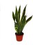 Çok Satan 1 Adet Kılıç Çiçeği Fidanı 20-40CM Saksılı Çiçekli Bodur Bitkiler Gladiolus 1