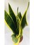 Çok Satan 1 Adet Kılıç Çiçeği Fidanı 20-40CM Saksılı Çiçekli Bodur Bitkiler Gladiolus 3