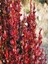 Çok Satan Berbetis Fidanı (40 60 Cm)1 Adet Saksılı/ Tüplü Dış Mekan Bitkisi Berberis 2