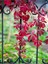 Favori Ürün Amerikan Sarmaşığı (50 60 Cm) 1 Adet Saksılı Dış Mekan Parthenocissus Guinquefolia 1