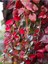 Favori Ürün Amerikan Sarmaşığı (50 60 Cm) 1 Adet Saksılı Dış Mekan Parthenocissus Guinquefolia 3