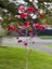 Favori Ürün Amerikan Sarmaşığı (50 60 Cm) 1 Adet Saksılı Dış Mekan Parthenocissus Guinquefolia 4