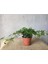 Hedera Helix Sarmaşığı Saksı Ofis Ev Balkon Bitkisi 8,5 cm 1