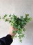 Hedera Helix Sarmaşığı Saksı Ofis Ev Balkon Bitkisi 8,5 cm 2