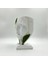 Bakım Gerektirmeyen Yosunlu Büst Heykel | 3D Baskı Modern Dekor | Doğal Korunmuş Yosunlu Minimalist Heykelcik (15X24 Cm) 2