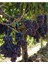 Çok Satan Lezzetli Üzüm Asması Fidanı 30-60 cm Tüplü Çiçekli Bodur Bitkiler "grapevine" 1