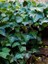 Canlı Duvar Sarmaşığı (Hedera Helix) 40-60CM – Gölgeye Dayanıklı 2