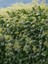 Canlı Duvar Sarmaşığı (Hedera Helix) 40-60CM – Gölgeye Dayanıklı 3