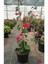 Çok Satan Sarmaşık Begonvil Çiçeği Mercan Rengi (40 50 Cm)1 Adet Saksılı Çiçekli Bitki Bougainvillea 4